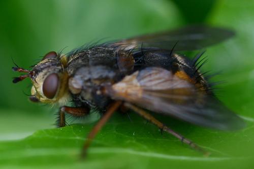 Réf. 231 017 : Tachina magnicornis